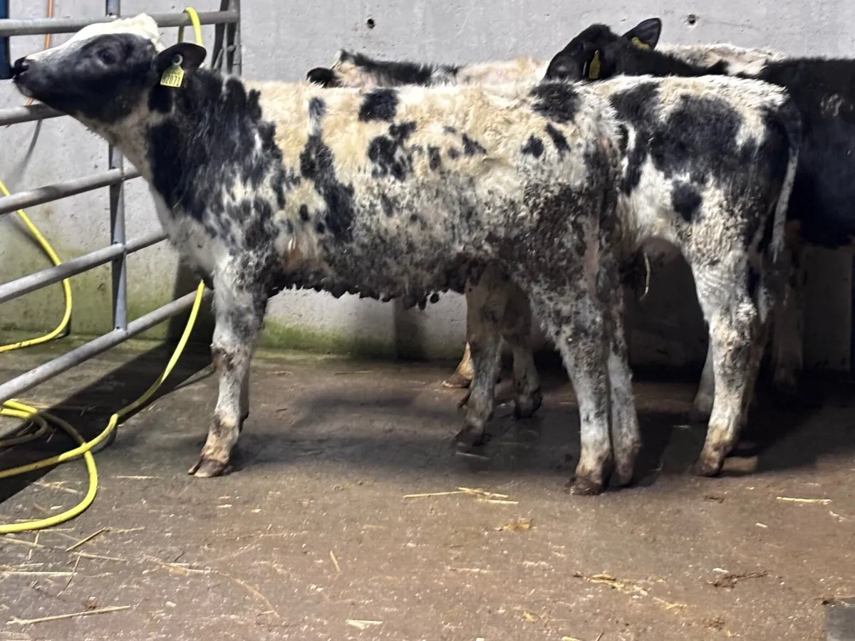 5 top quality weanlings for sale - Image 3