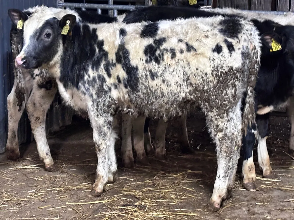 5 top quality weanlings for sale - Image 1