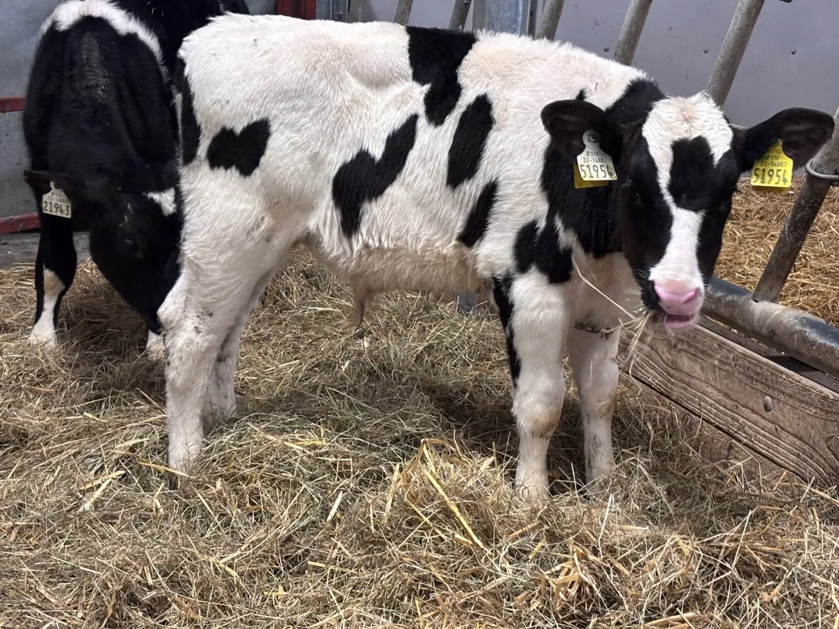 2 Freisan runners for sale - Image 1