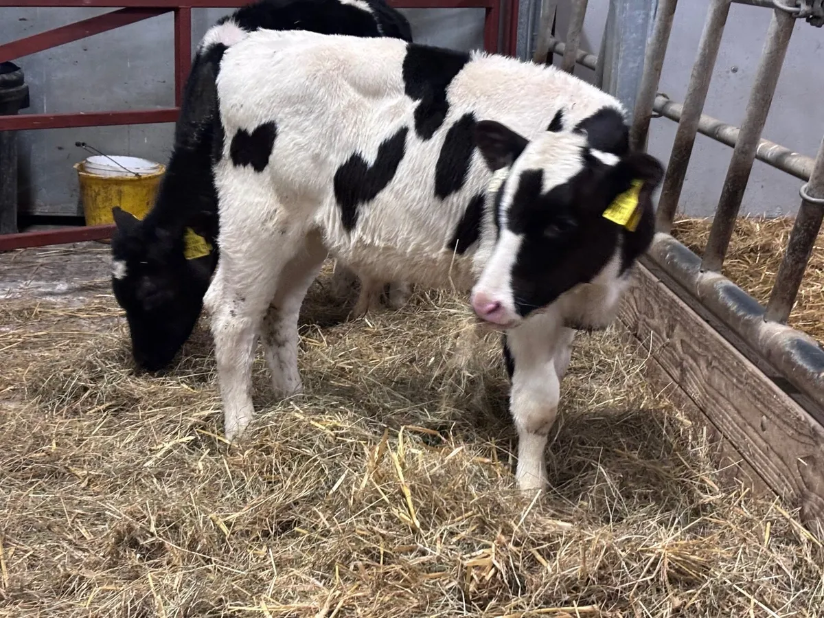 2 Freisan runners for sale - Image 4