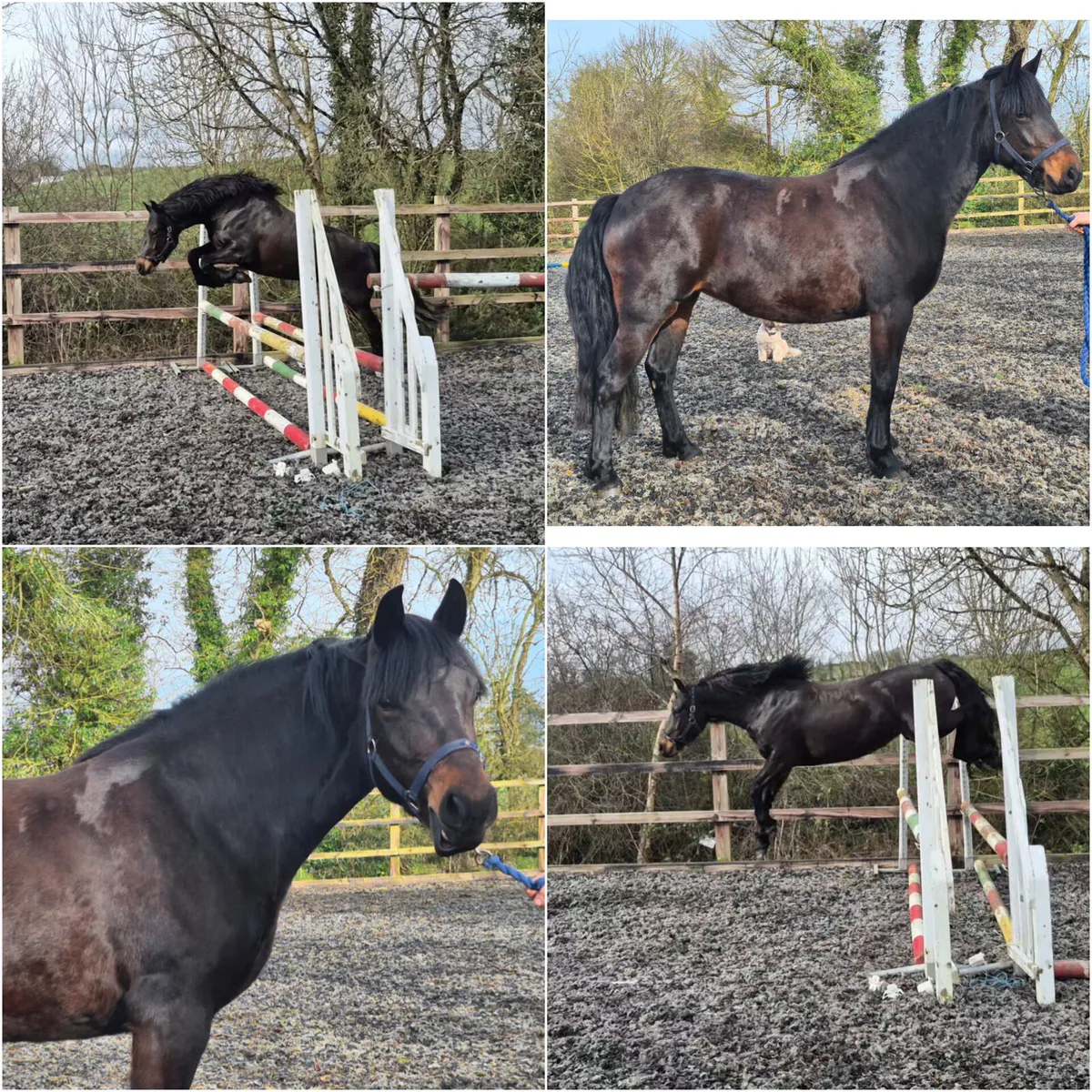 5 yr old ISH x Connemara Mare - Image 1