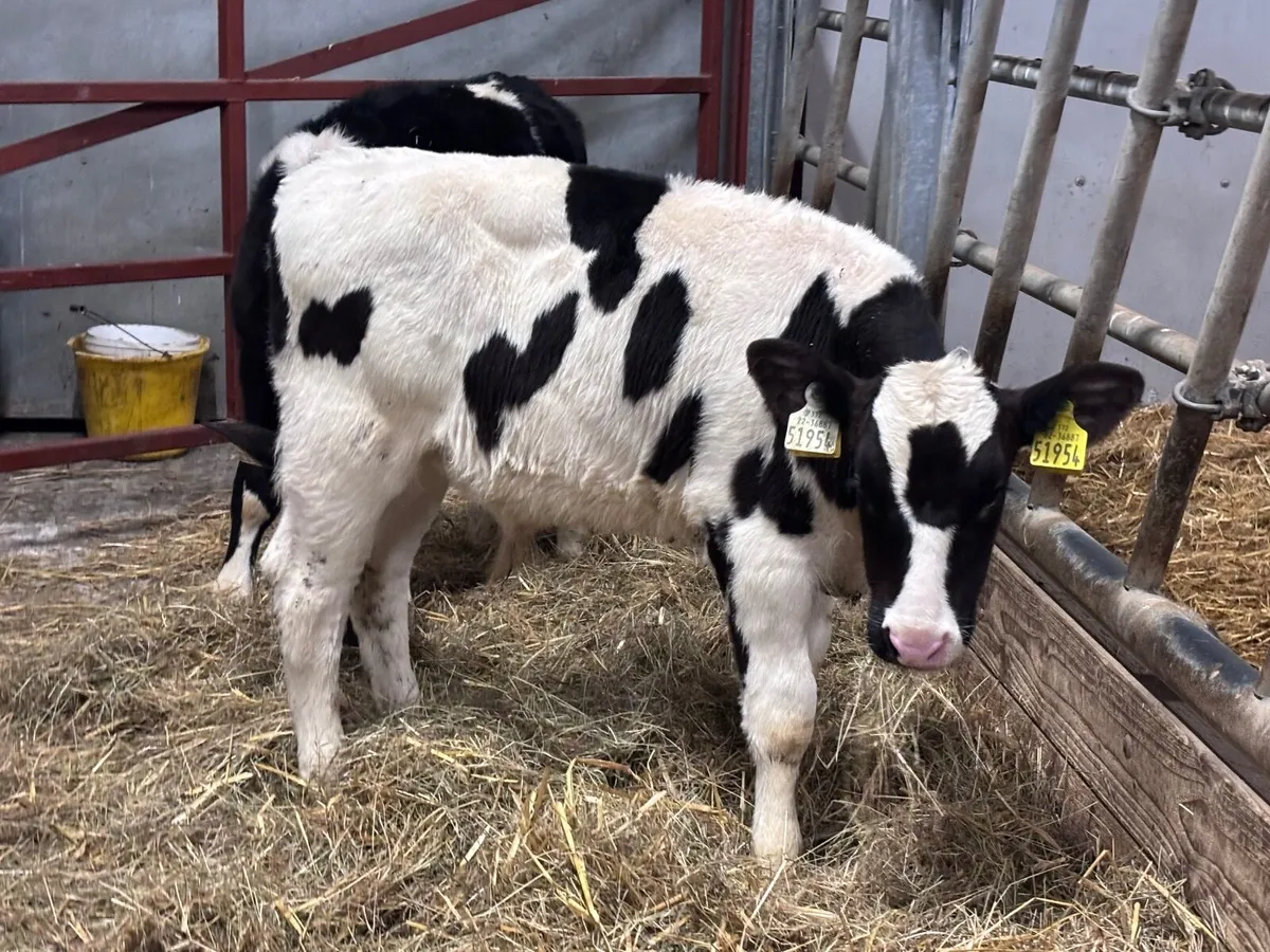 2 Freisan runners for sale - Image 3