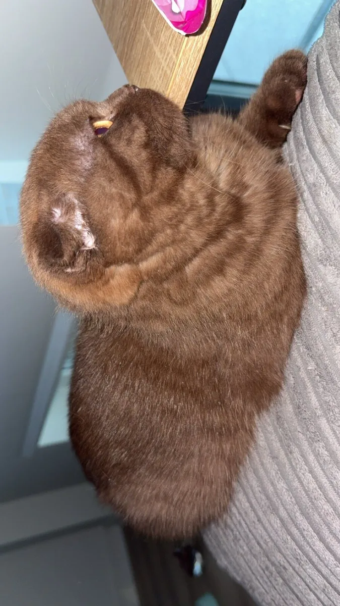 5 moth old chocolate brown Scottish fold - Image 2