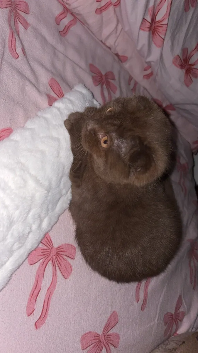 5 moth old chocolate brown Scottish fold - Image 3