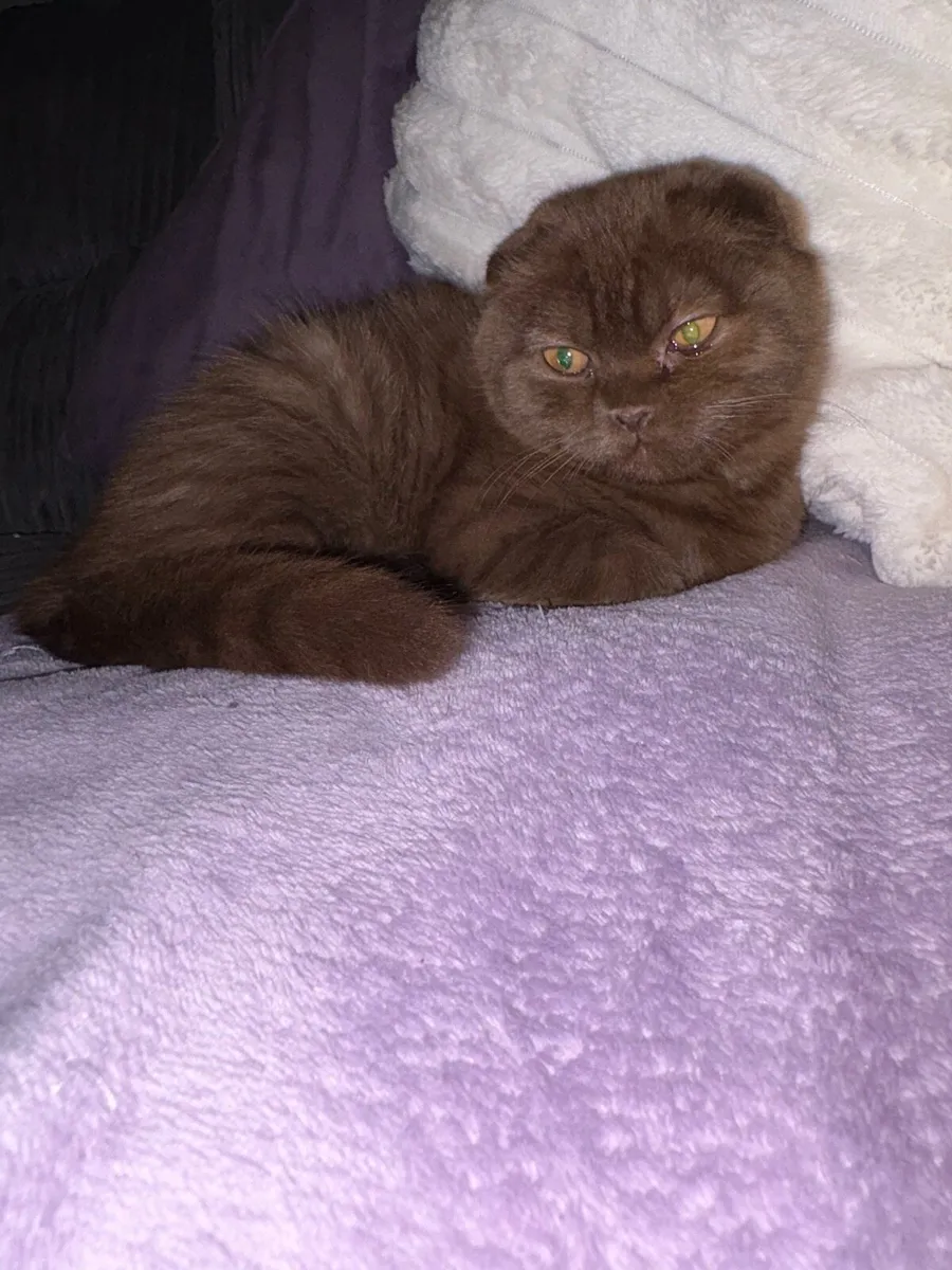 5 moth old chocolate brown Scottish fold - Image 4