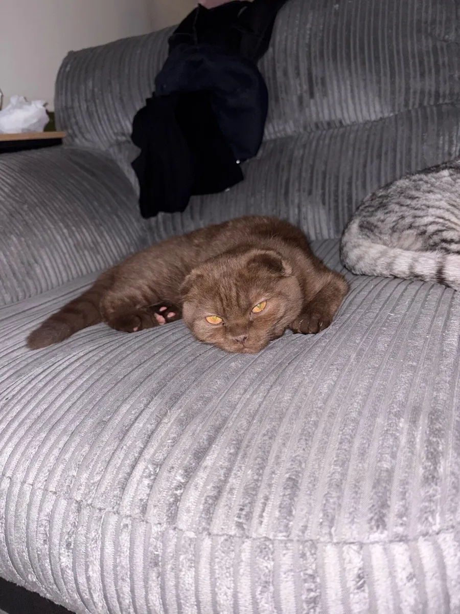 5 moth old chocolate brown Scottish fold - Image 1