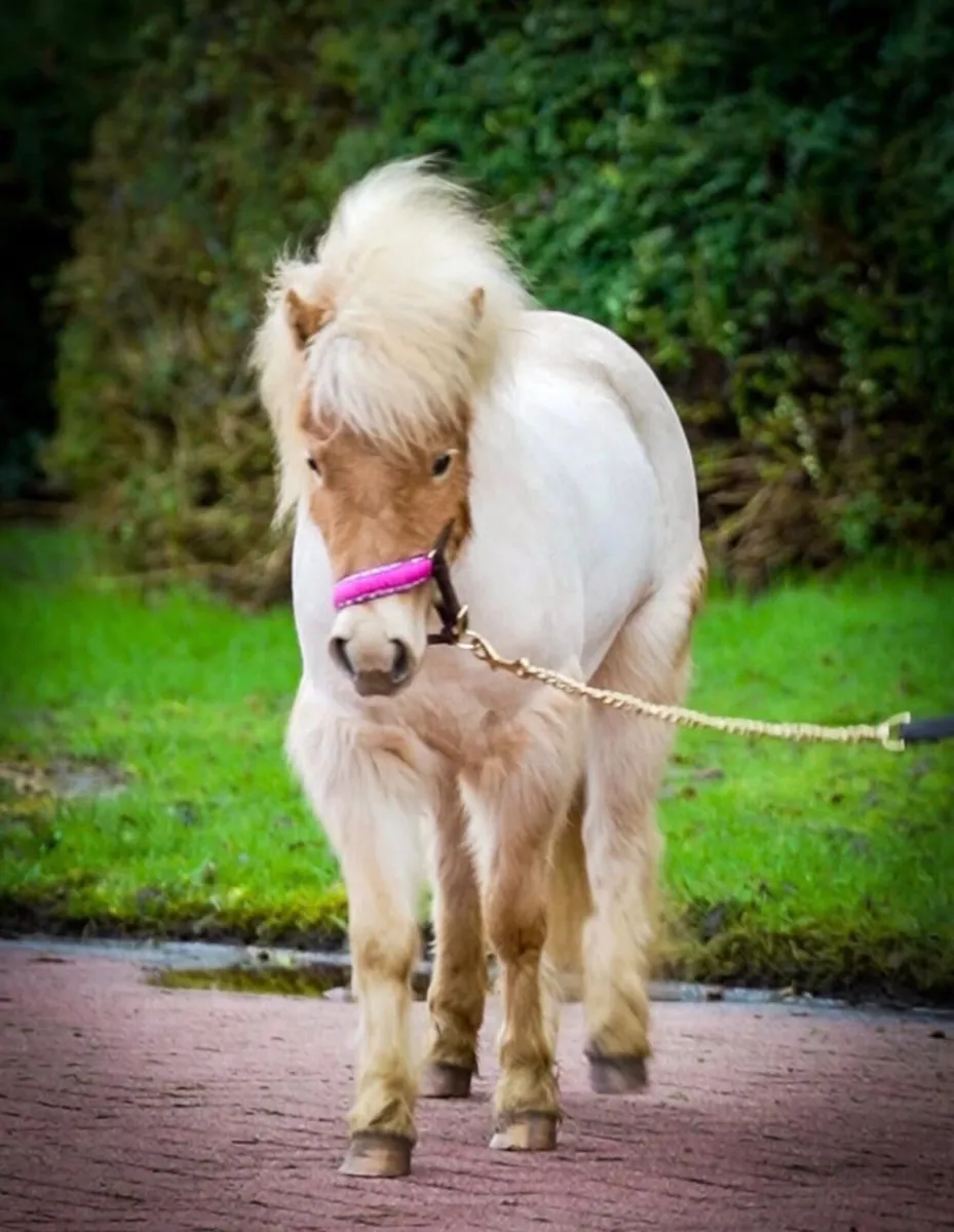 Pony - Image 3
