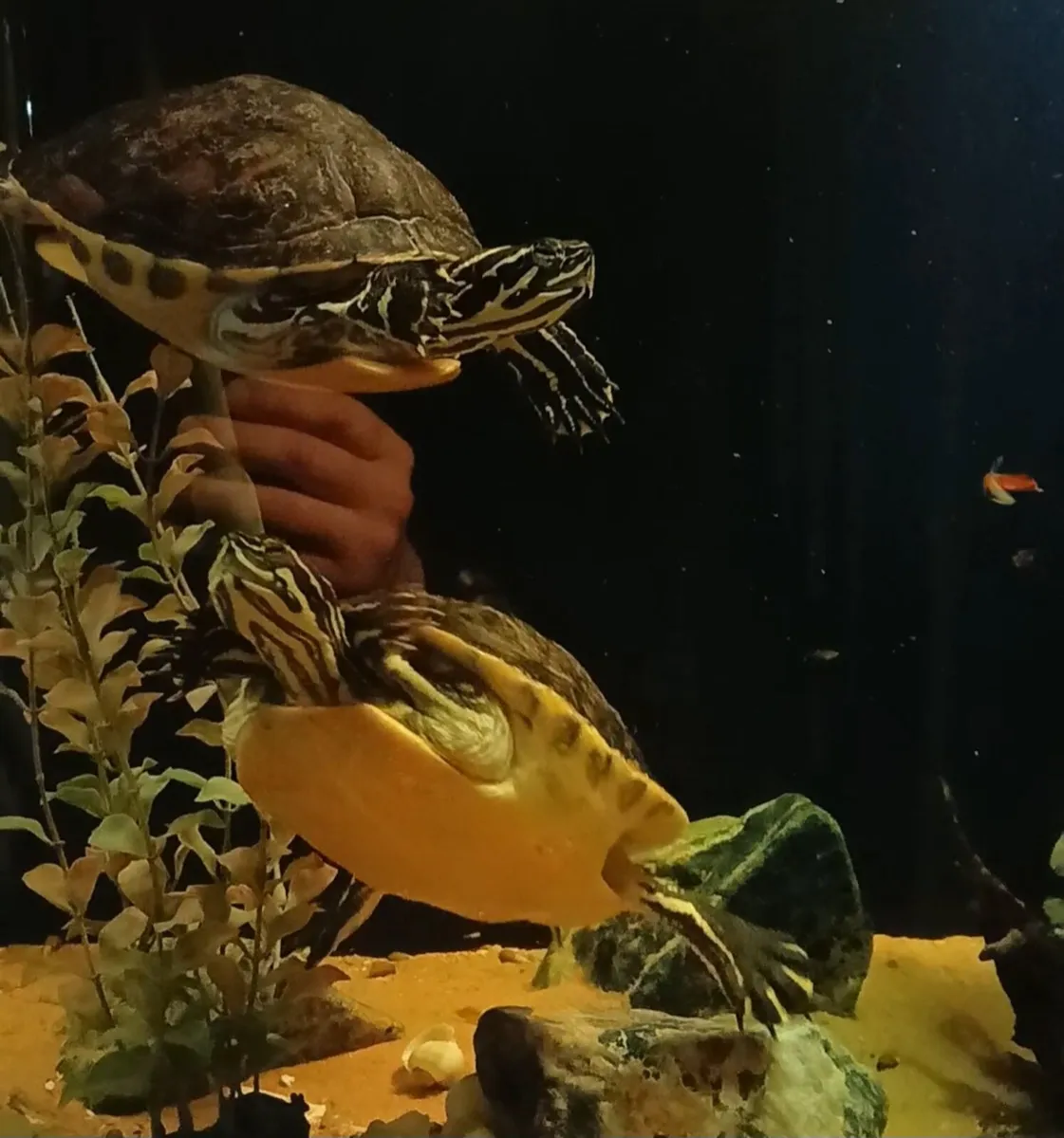 2 River cooters for new home - Image 2