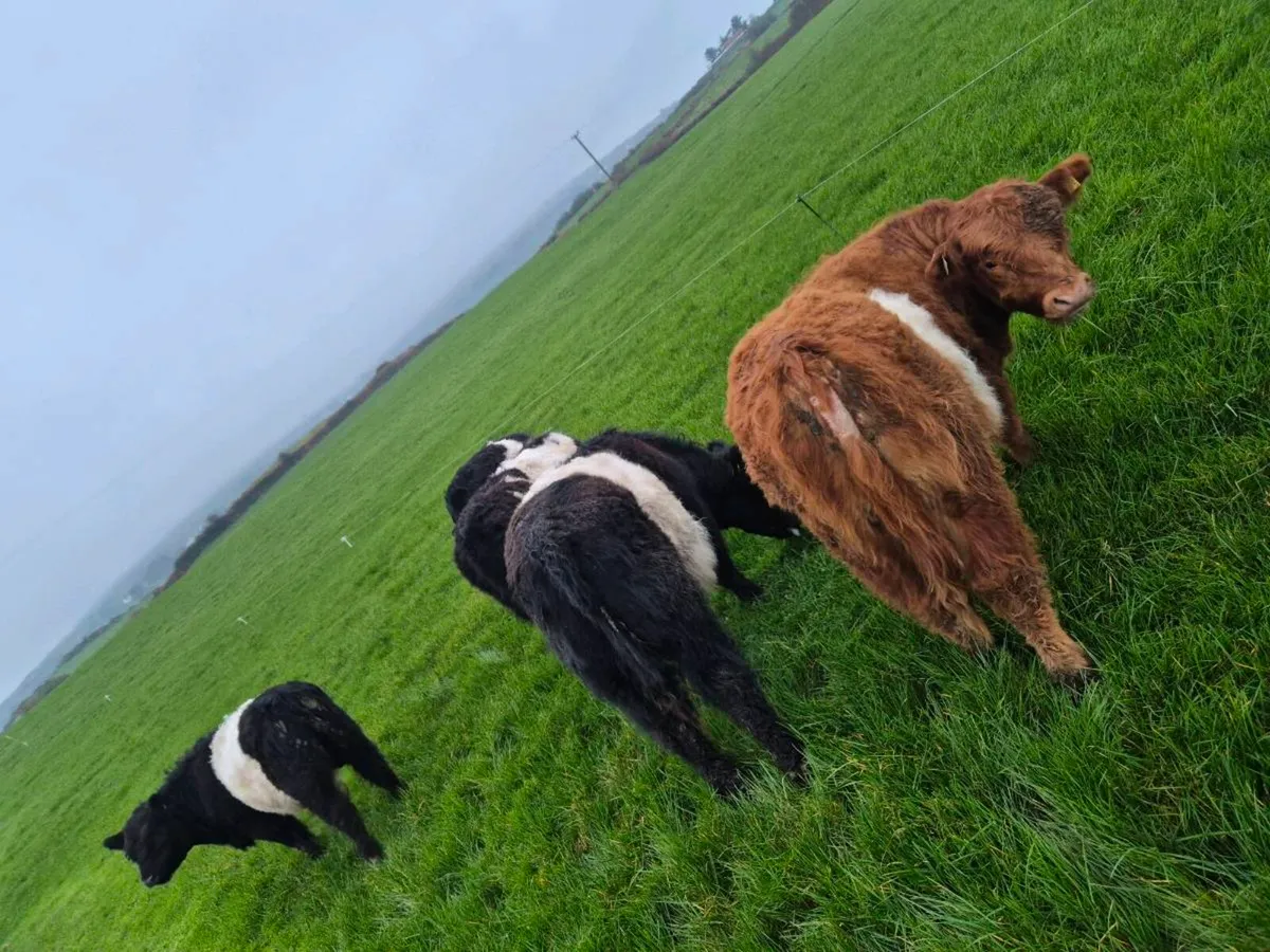 Galloway out winter - Image 4