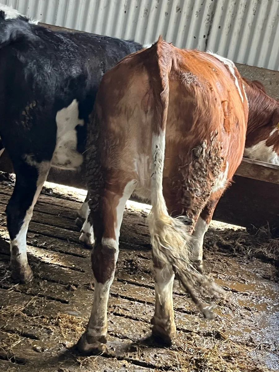 3x two year old maiden heifers - Image 1