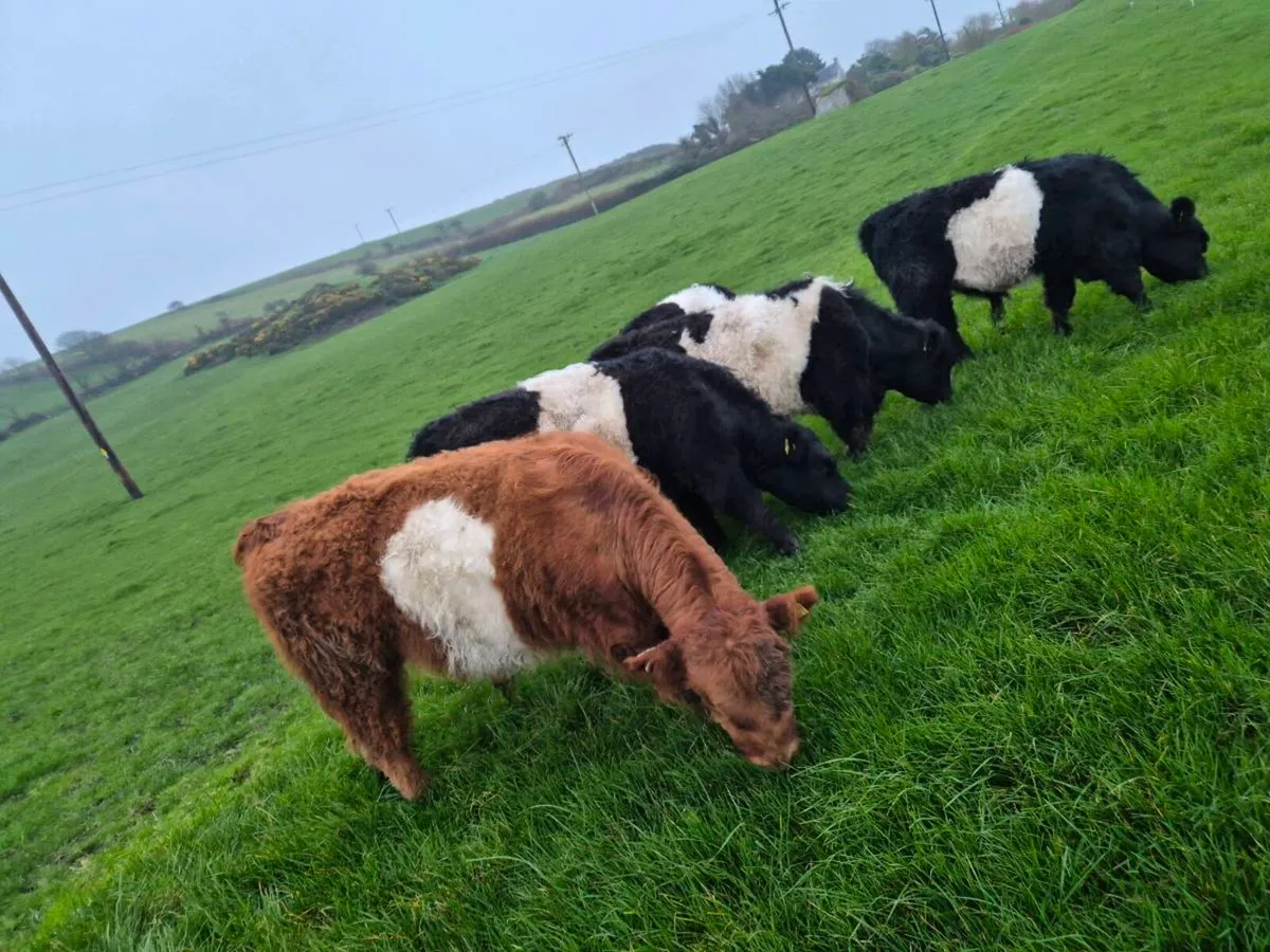 Galloway out winter - Image 2