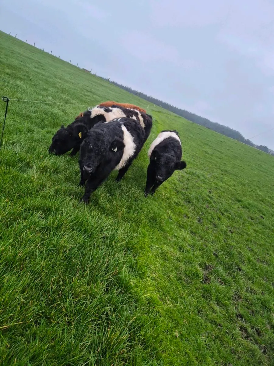 Galloway out winter - Image 3