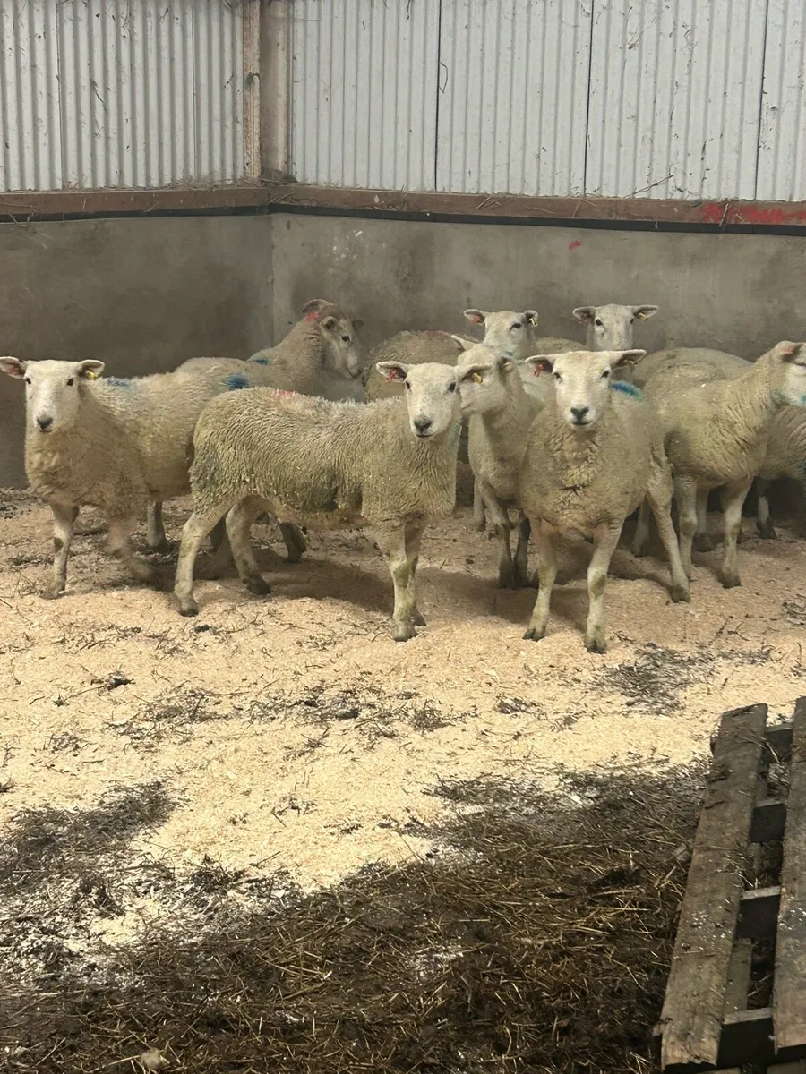 In lamb easycare hoggets - Image 1