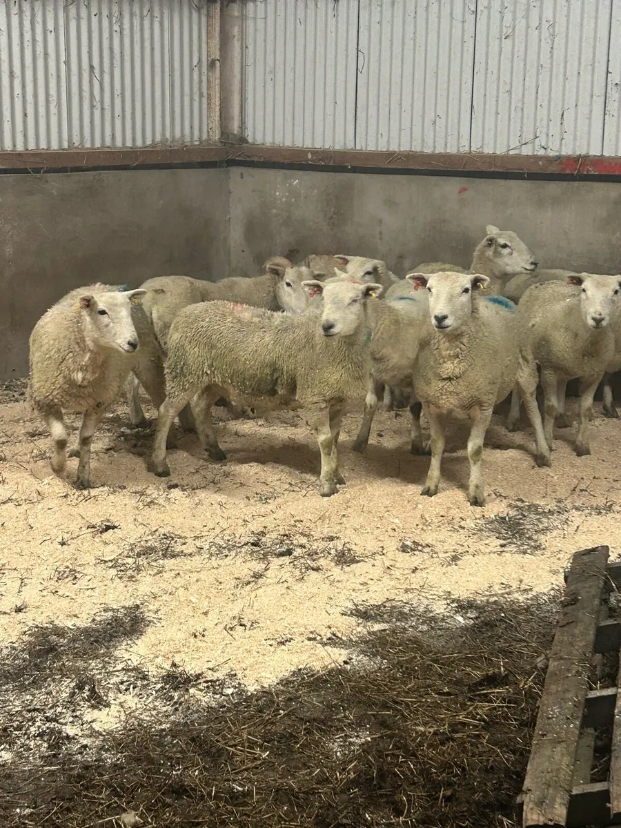 In lamb easycare hoggets - Image 2