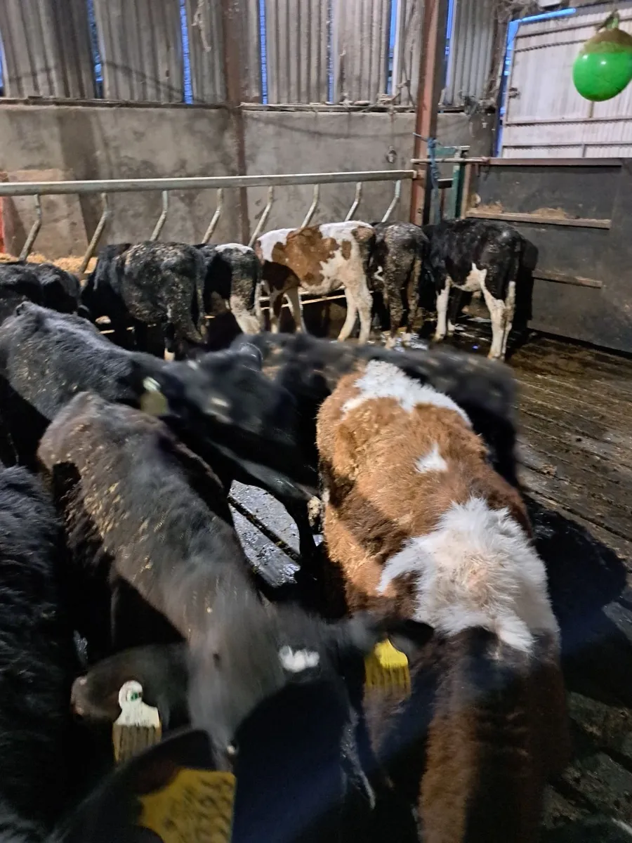 Calf runners - Image 1