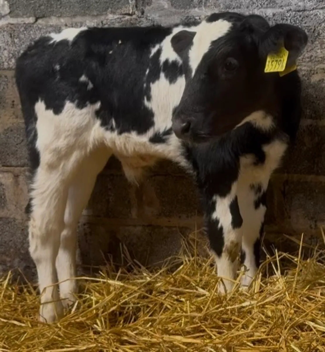 4 ai bull calves - Image 1
