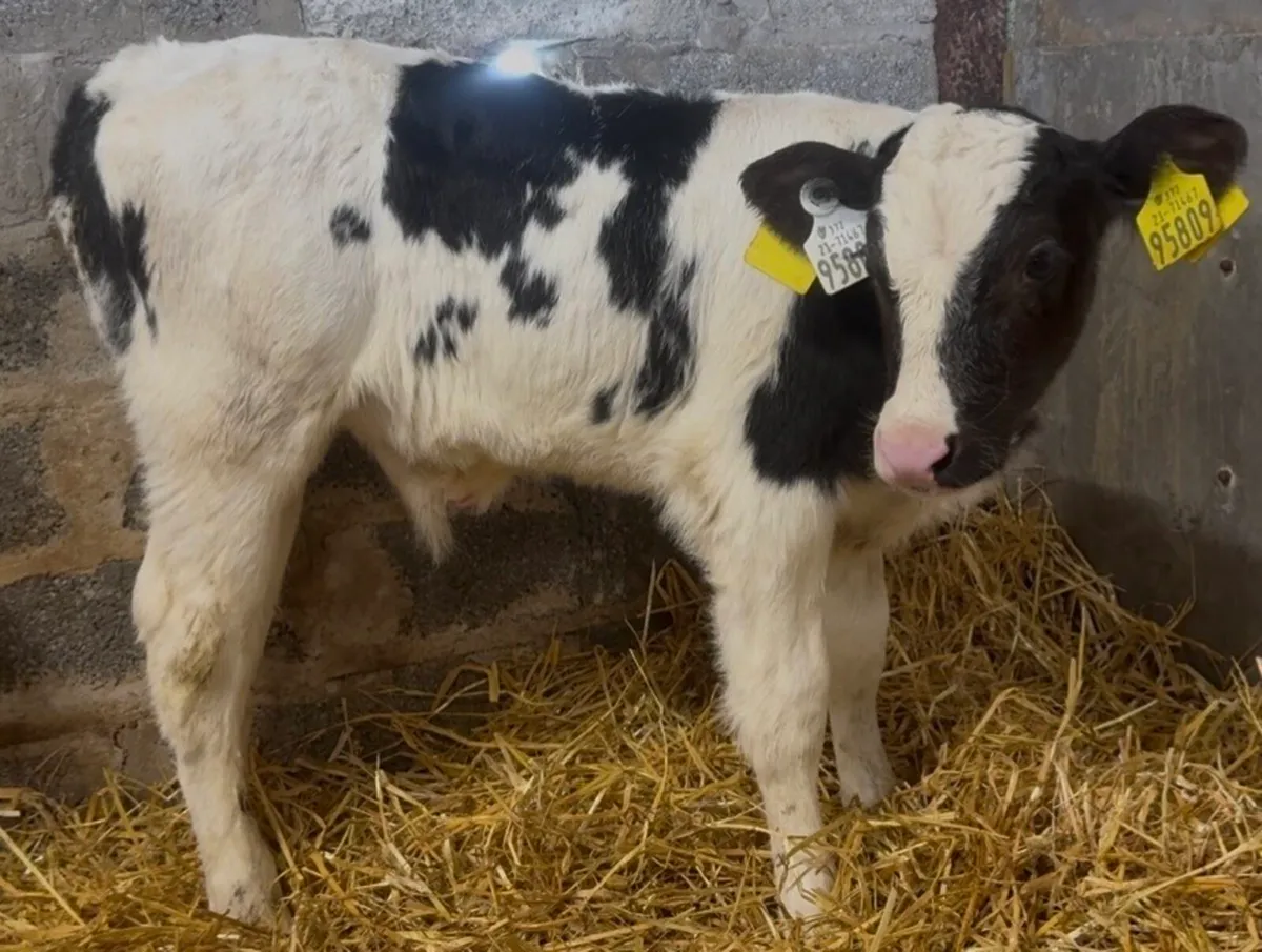 4 ai bull calves - Image 4