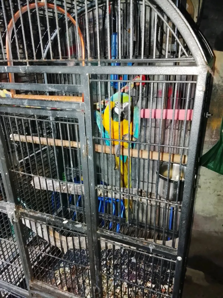 Blue and Gold Macaw Parrot - Image 2