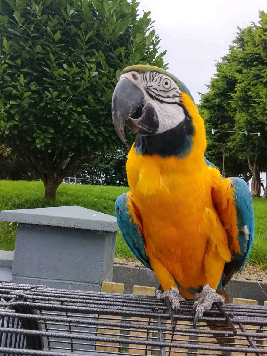 Blue and Gold Macaw Parrot - Image 1