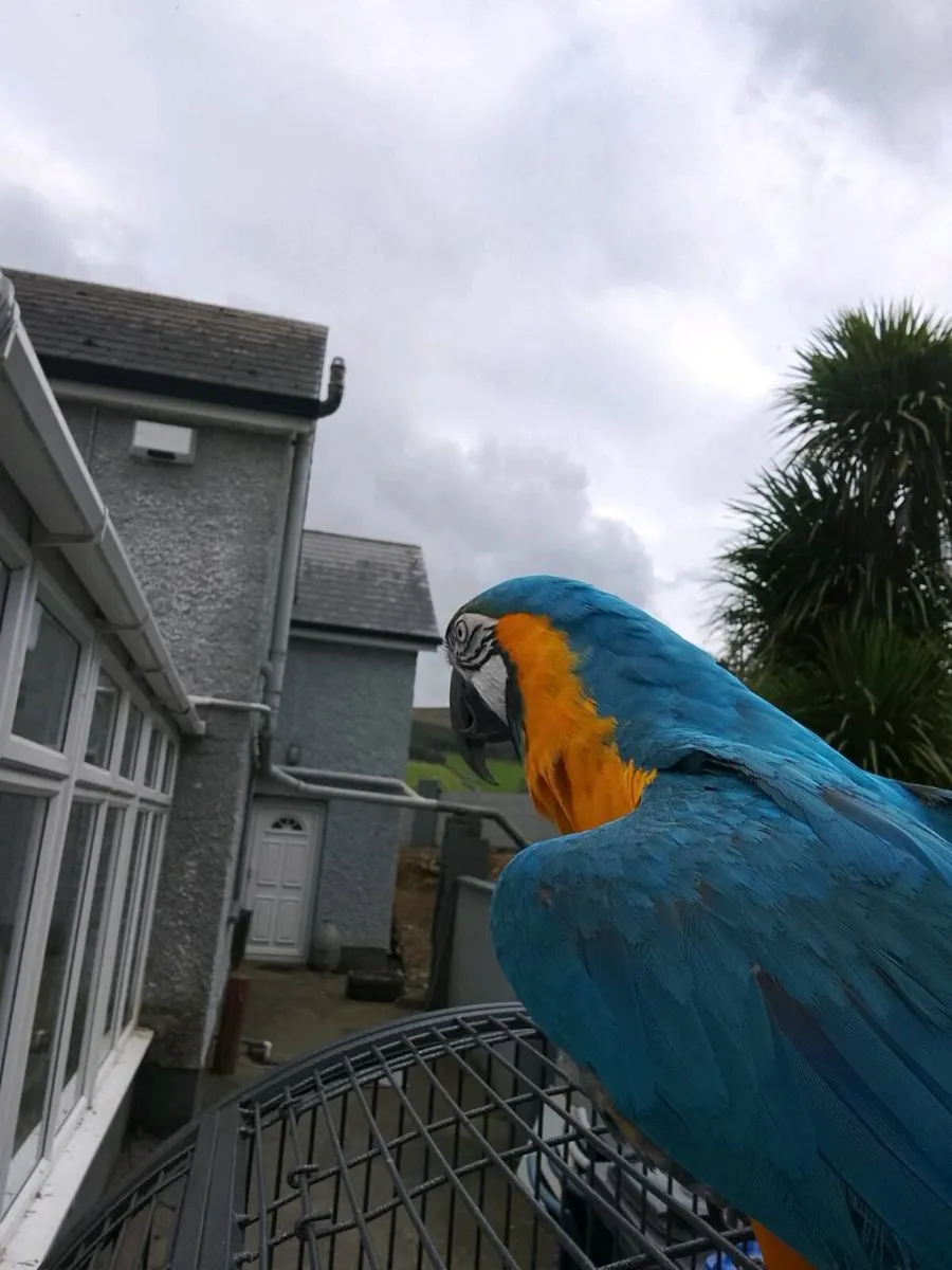 Blue and Gold Macaw Parrot - Image 3