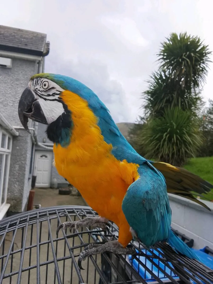 Blue and Gold Macaw Parrot - Image 4