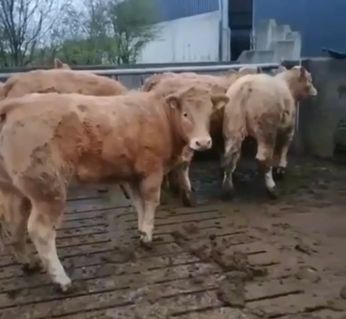 Gort Mart: Thurs 12th March : Chx & O/B Show Sale - Image 1