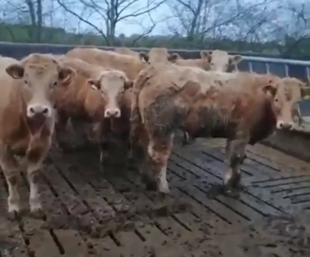 Gort Mart: Thurs 12th March : Chx & O/B Show Sale - Image 2