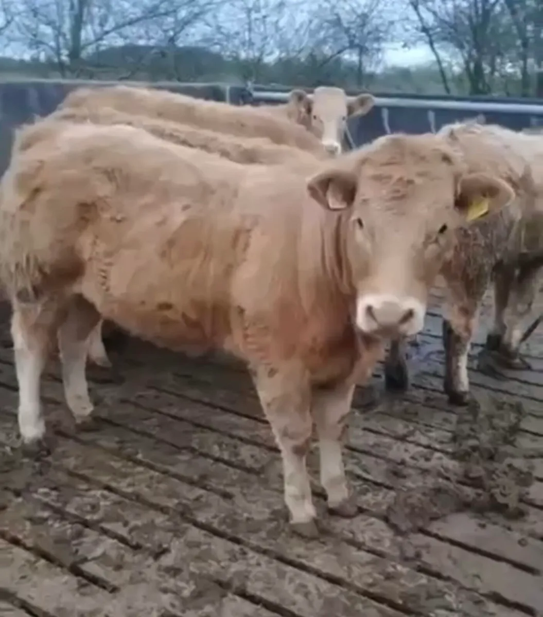 Gort Mart: Thurs 12th March : Chx & O/B Show Sale - Image 3