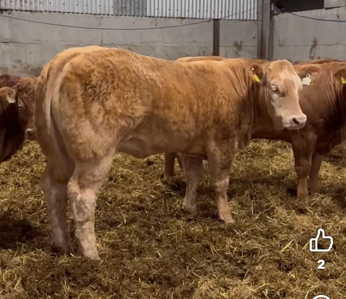 Gort Mart: Thurs 12th March : Chx & O/B Show Sale - Image 4