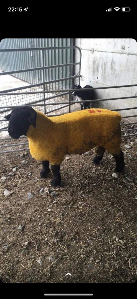 Pet lambs for sale - Image 1