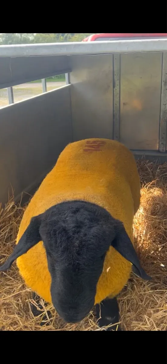 Pet lambs for sale - Image 2