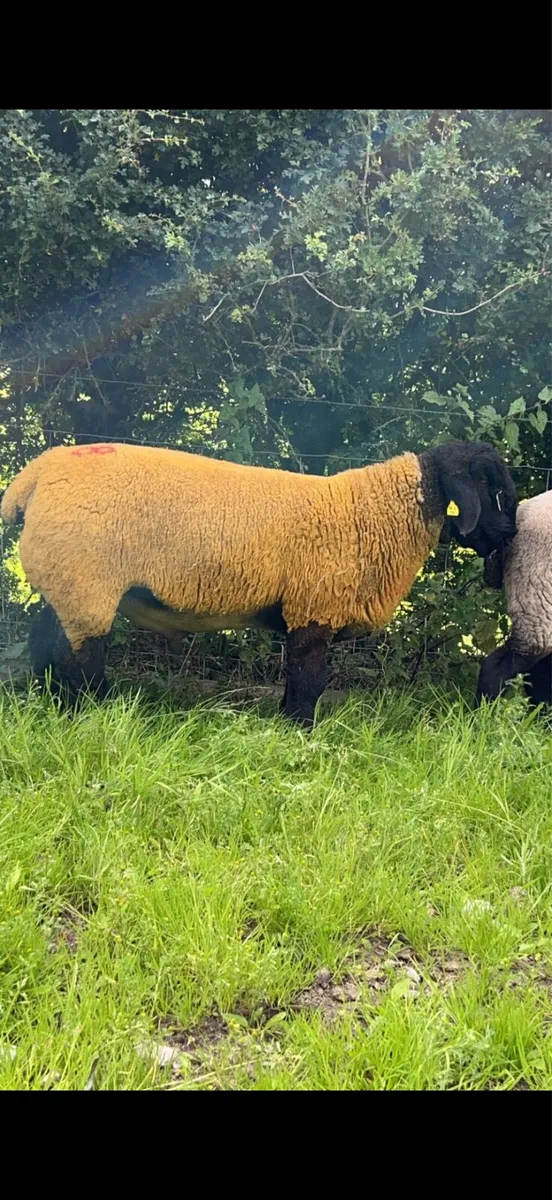 Pet lambs for sale - Image 3