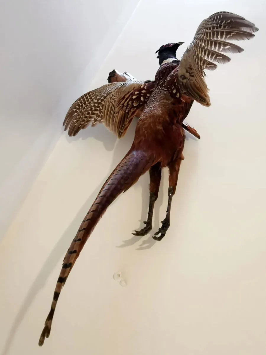 Taxidermy Collection - Image 2