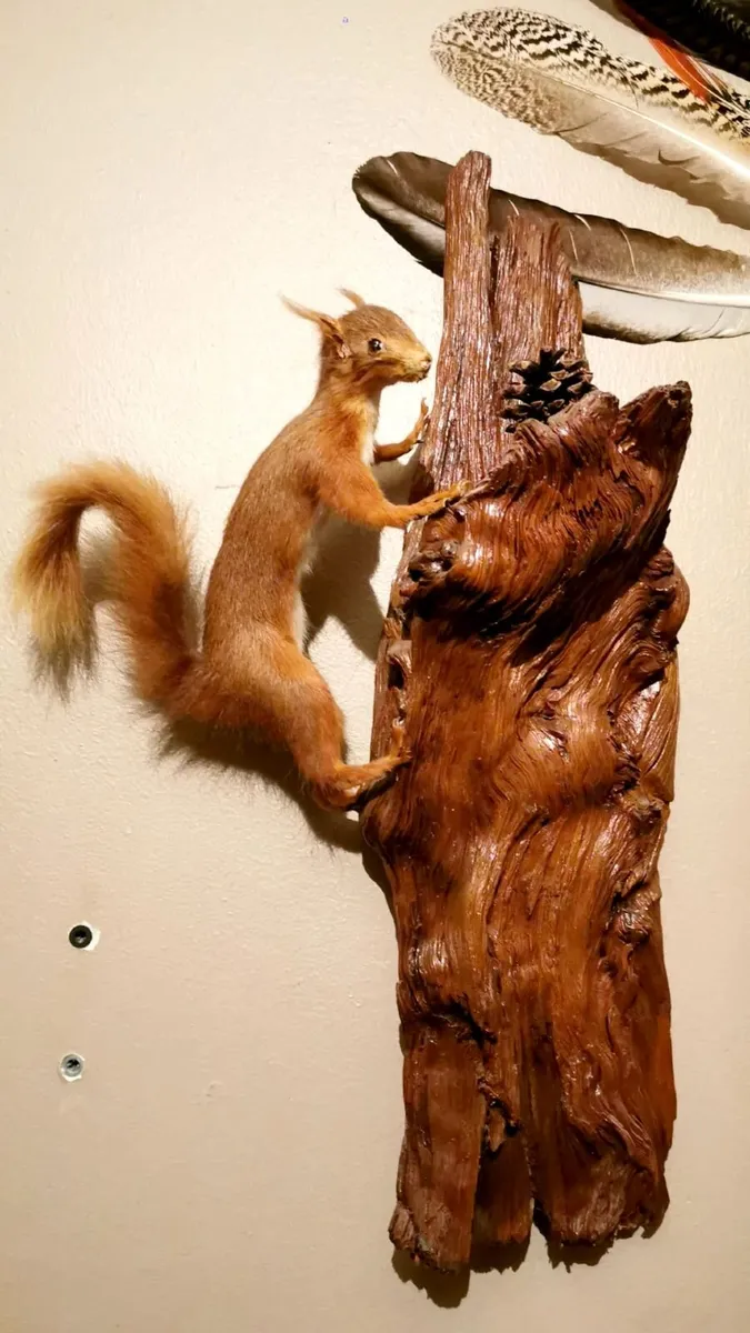 Taxidermy Collection - Image 4