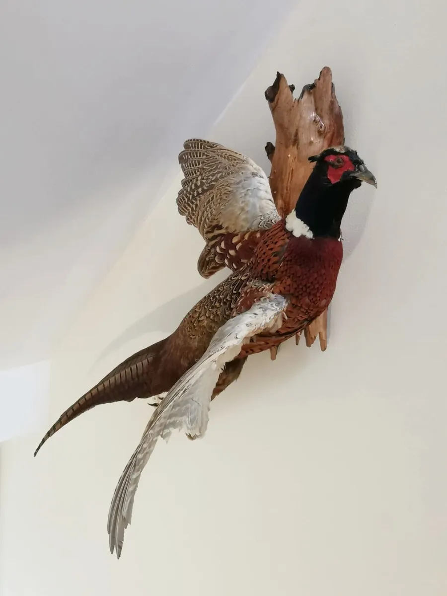 Taxidermy Collection - Image 1