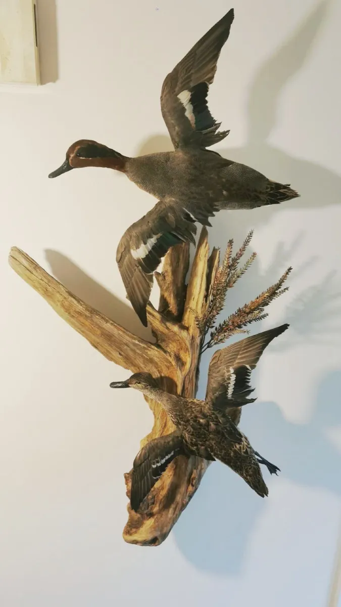 Taxidermy Collection - Image 3