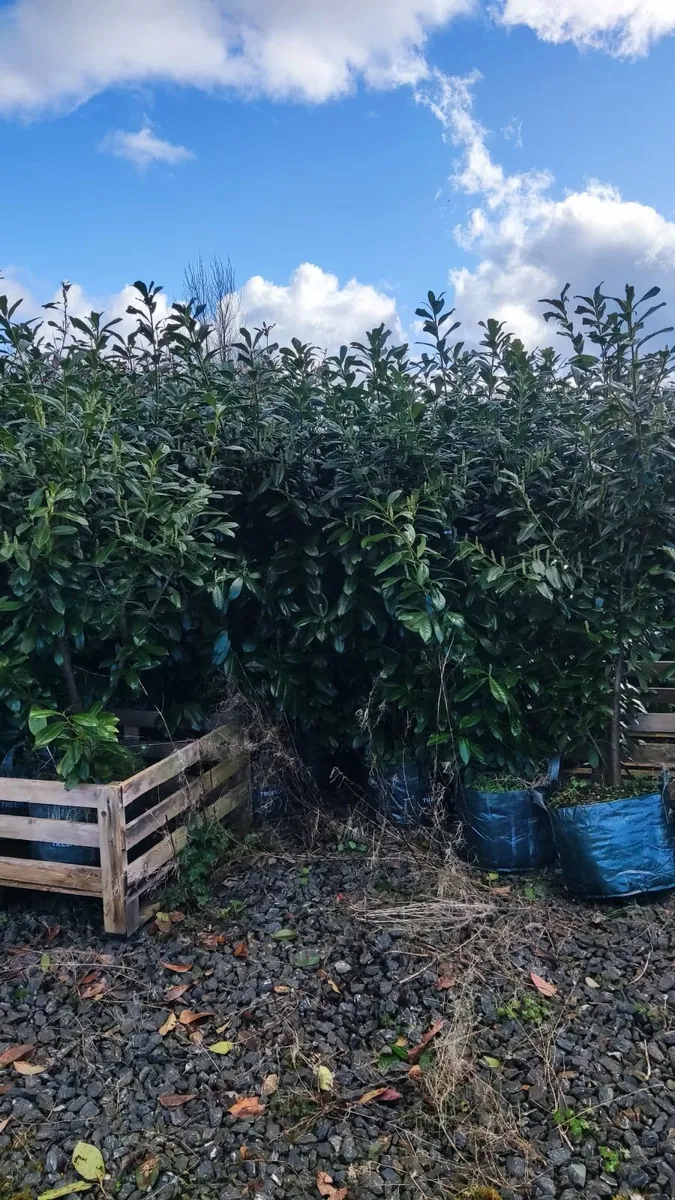 Native White and Blackthorn from 60c plus vat - Image 4