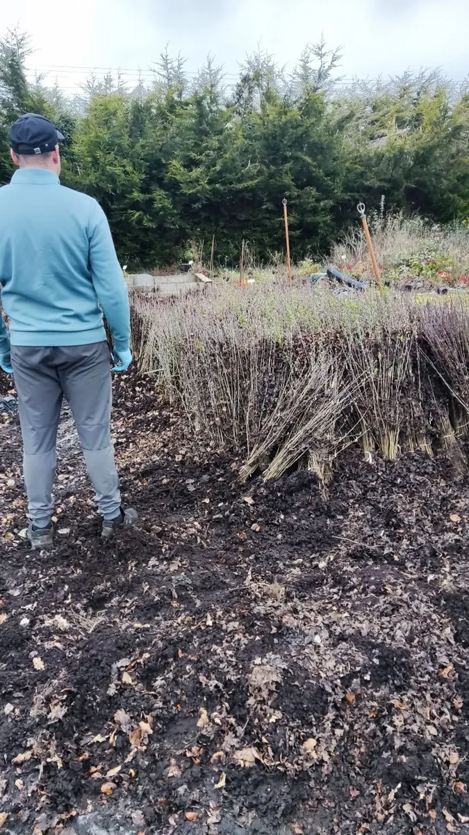 Native White and Blackthorn from 60c plus vat - Image 1
