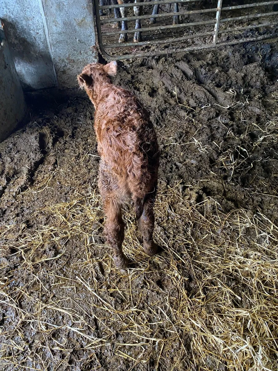 Foster calf - Image 1