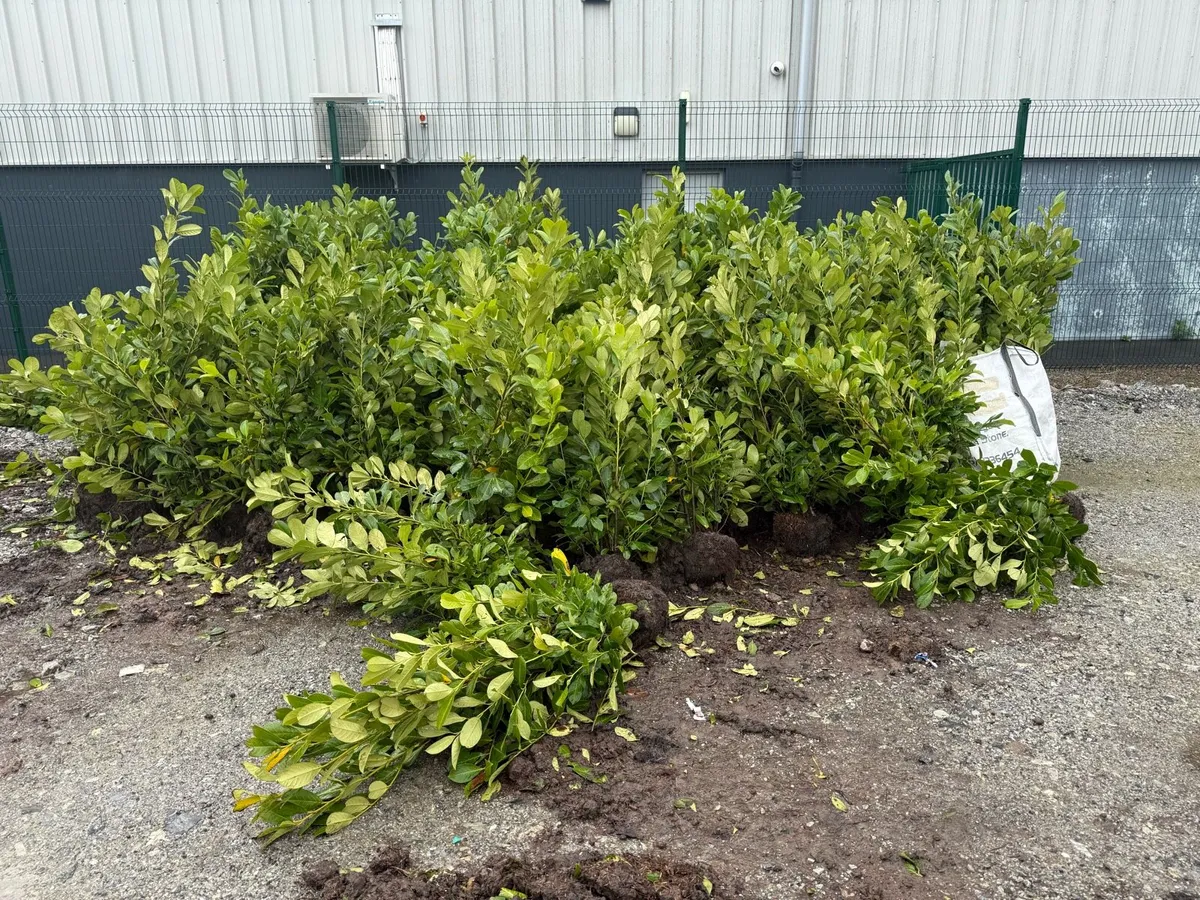 Rootball Laurel Hedging 120cm+ - Image 2