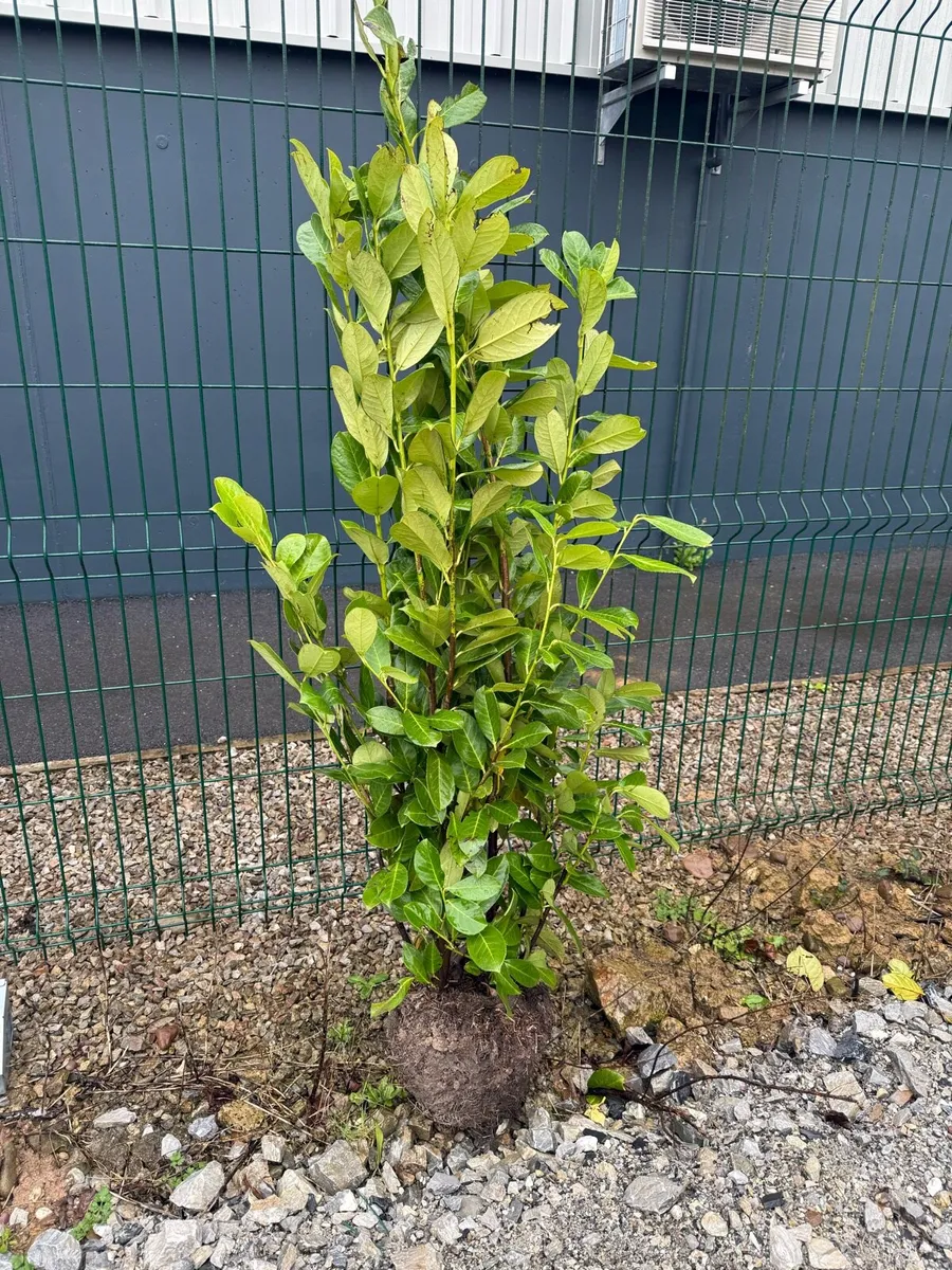 Rootball Laurel Hedging 120cm+ - Image 1