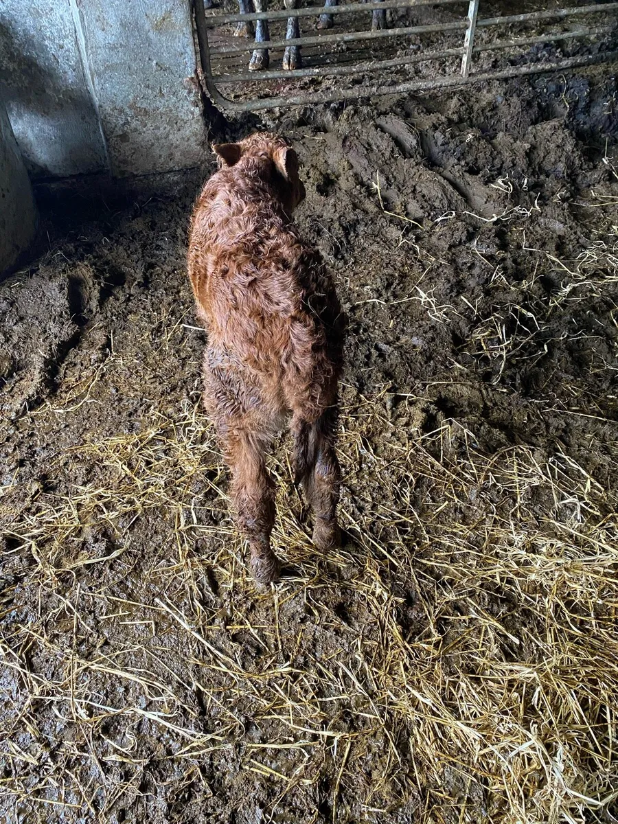 Foster calf - Image 2