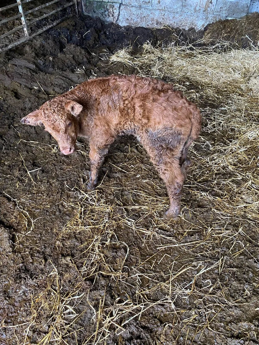 Foster calf - Image 4