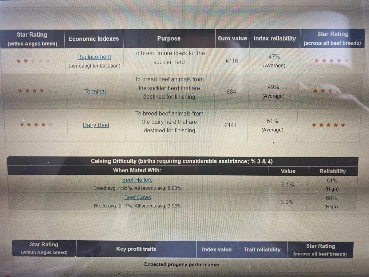 Purebred Angus Heifer. - Image 4