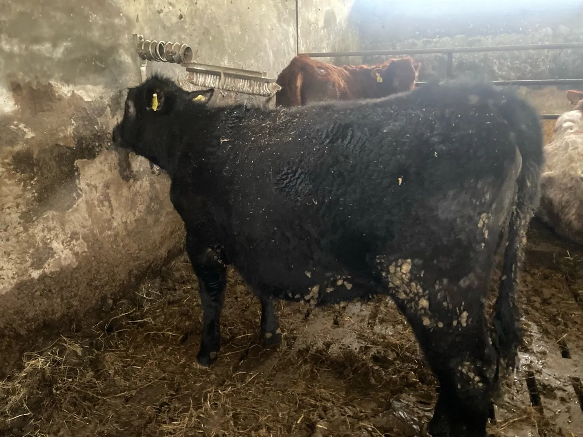 Purebred Angus Heifer. - Image 1