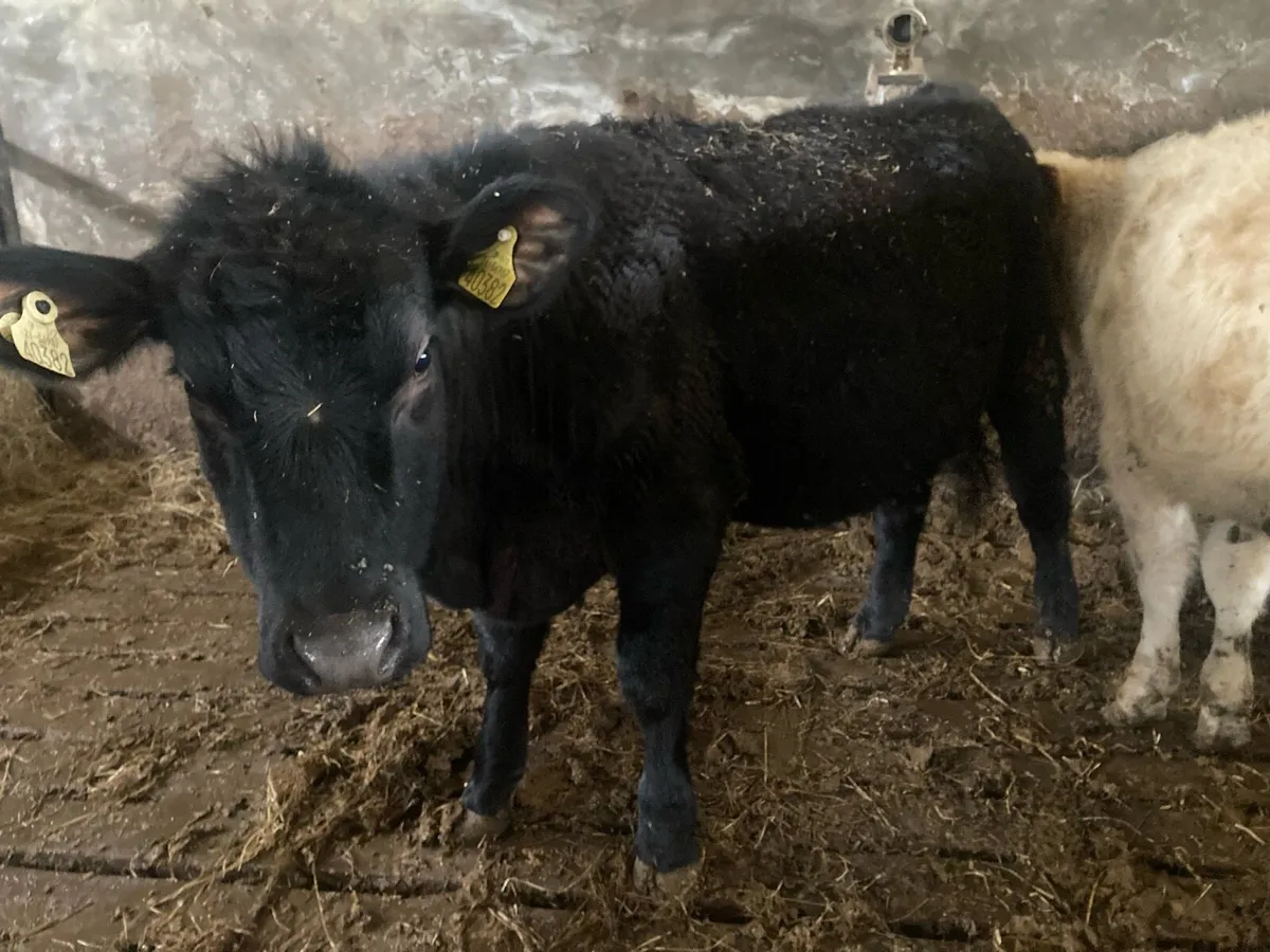 Purebred Angus Heifer. - Image 2