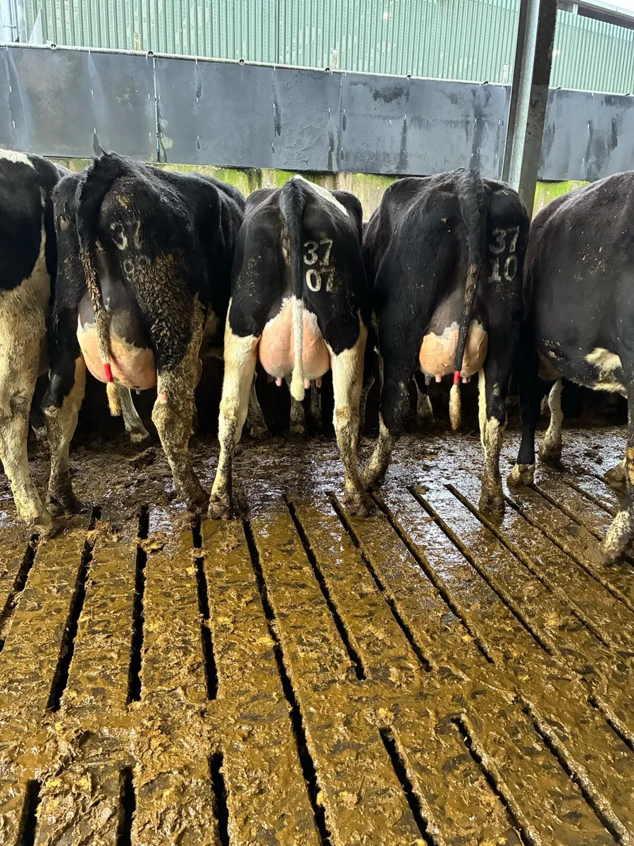 CALVED HEIFERS - Image 1