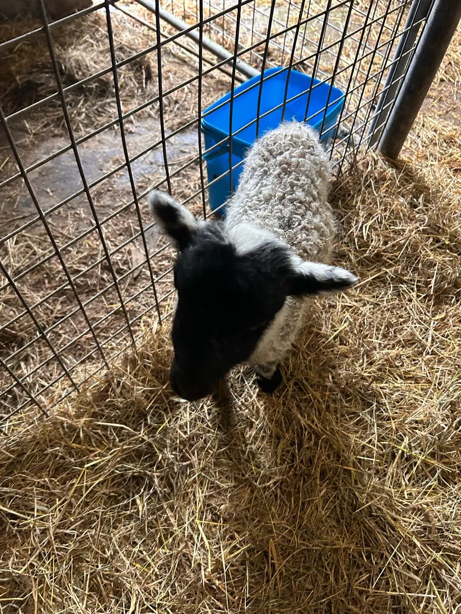 Pet lamb - Image 1