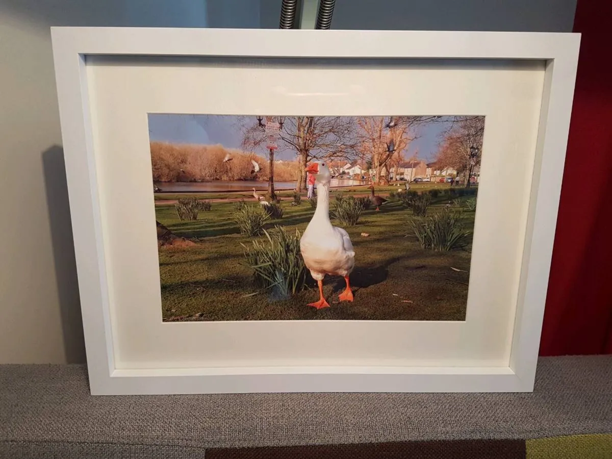 The Lough, Cork - Image 4