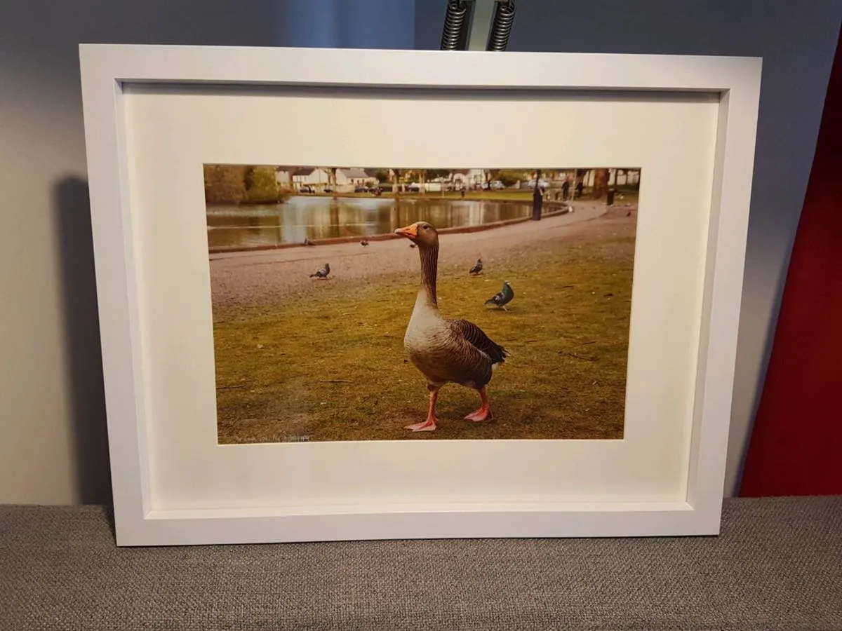 The Lough, Cork - Image 2